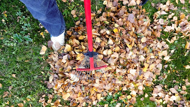 leaf removal services