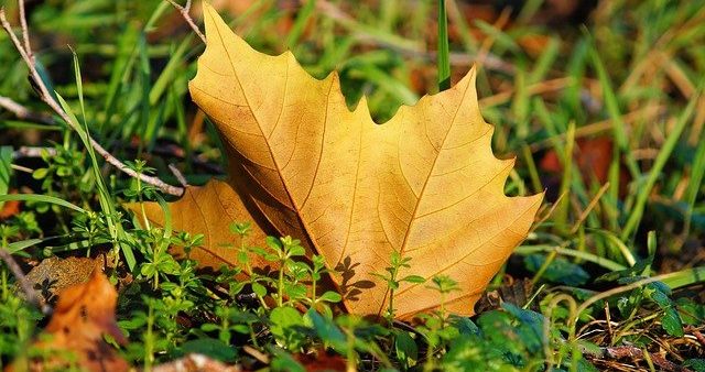 lawn-leaf-removal-services