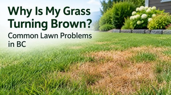 Why Is My Grass Turning Brown